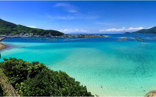 【高知県 大月町産】 黒潮の海で育った真鯛のフィーレ(皮付き)