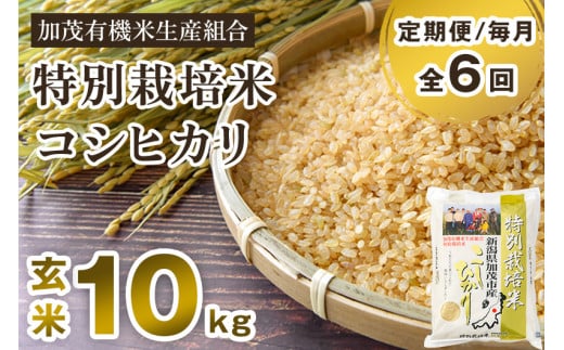 【令和6年産新米先行予約】【定期便6ヶ月毎月お届け】特別栽培米 コシヒカリ 玄米 10kg（5kg×2）従来品種 従来コシヒカリ お米 米 加茂有機米生産組合 新潟県 加茂市産 定期便