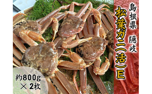 2705　【木村鮮魚店提供】　隠岐松葉ガニ(活)E