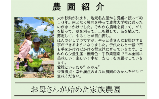 ＜産地直送＞【数量限定】みかん「はれひめ」サイズ不揃い3キロ家庭用 11月上旬頃～順次発送【訳あり ふぞろい 甘い みかん 愛媛】[№5310-0246]