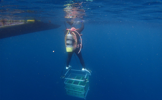 千葉の海の中で熟成させた「海底熟成　純米酒 聖泉」彫刻ボトル【2024年12月頃発送】