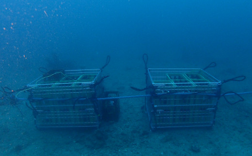 千葉の海の中で熟成させた「海底熟成　純米酒 聖泉」彫刻ボトル【2024年12月頃発送】