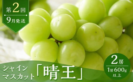 フルーツ 2025年 先行予約 岡山 白桃 6玉 シャイン マスカット 晴王 2房 を2回に分けてお届け！ 定期便 桃 ぶどう 梨 岡山県産 国産 果物 ギフト