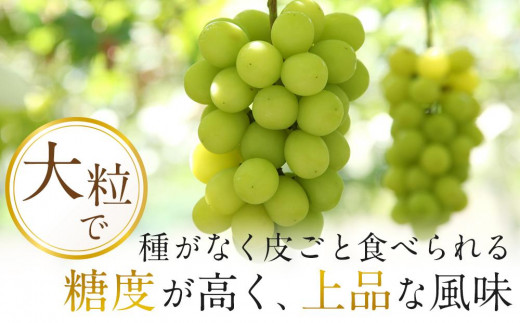 ぶどう 2025年 岡山県産 シャインマスカット 3房～4房 約2kg 先行予約 贈答 ぶどう園AC