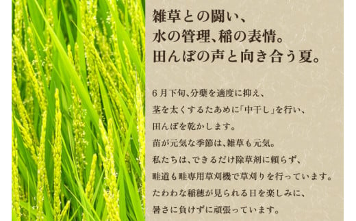 【令和6年産新米先行予約】新潟県産 新之助 玄米10kg 《5kg×2袋》 新潟 ブランド米 加茂市 加茂ユナイテッド