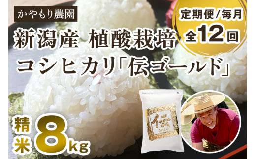 新潟産コシヒカリ「伝ゴールド」白米真空パック 精米 2kg×4袋