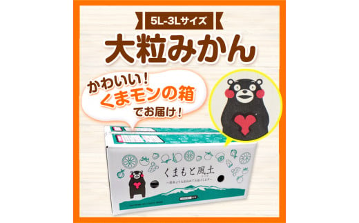 みかん 訳あり 大玉 大粒みかん 6kg 6キロ 熊本 ちょっと 訳あり 傷 5L～3Lサイズ 約6kg 《2025年1月中旬-2月末頃より出荷予定》 大粒 みかん 大玉みかん 訳ありみかん ご家庭用みかん 熊本みかん たっぷり 熊本県産(荒尾市産含む) 熊本県 期間限定 フルーツ 6000g 旬 柑橘 ご家庭用 荒尾市 大粒 果物