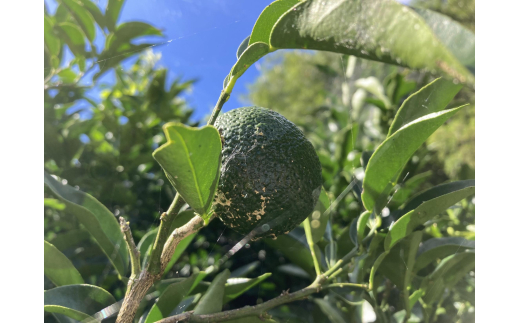 【期間限定】雲の上の青ゆず（２ｋｇ）ユズ 柚子 農薬化学肥料不使用 果物 柑橘 産地直送 ゆずジャム ゆず茶 高知県産 常温便