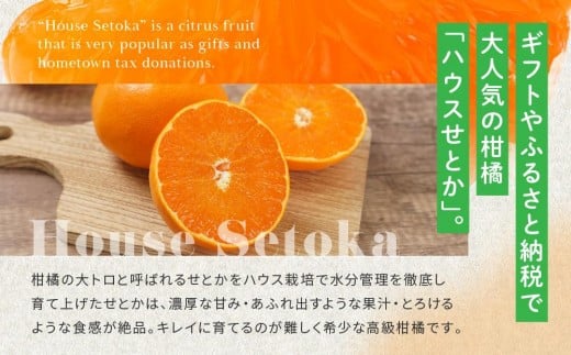 柑橘の大トロ！完熟ハウスせとか  5kg 2026年2月中旬～発送予定【フルーツ 人気 お取り寄せ 産地直送 もりの農園 ドルチェみかん みかん せとか 柑橘 果物 フルーツ 産地直送 人気 おすすめ 瀬戸内 広島県  尾道市】