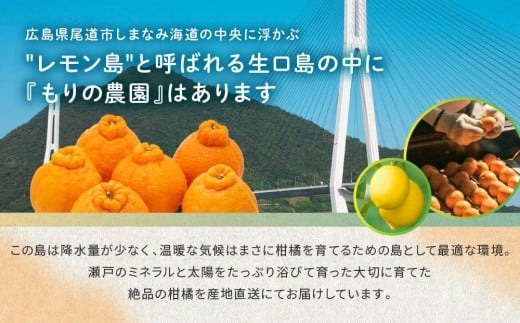 柑橘の大トロ！完熟ハウスせとか  5kg 2026年2月中旬～発送予定【フルーツ 人気 お取り寄せ 産地直送 もりの農園 ドルチェみかん みかん せとか 柑橘 果物 フルーツ 産地直送 人気 おすすめ 瀬戸内 広島県  尾道市】