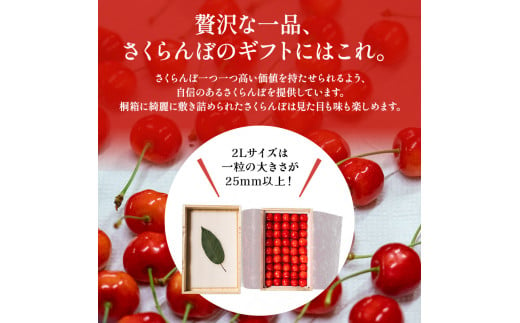 北海道 仁木町産「匠」 贈答用 さくらんぼ 【 南陽 】 桐箱入 500g 嶋田茂農園