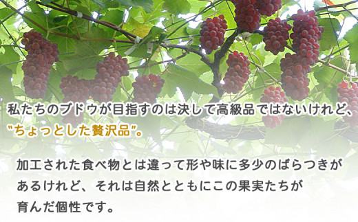 予約受付＜旬のブドウ 西予市産 藤稔 約2kg＞ 果物 フルーツ ぶどう 葡萄 ふじみのり あっさり 黒系 食べやすい おいしい 大粒 期間限定 季節限定 食べて応援 特産品 愛媛県 西予市【冷蔵】