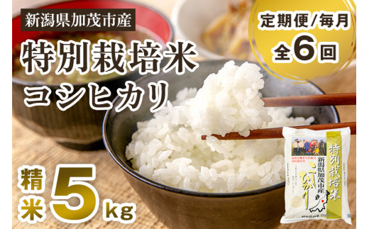 【令和6年産新米先行予約】【定期便6ヶ月毎月お届け】特別栽培米 コシヒカリ 精米 5kg 白米 従来品種コシヒカリ 加茂有機米生産組合 新潟県 加茂市産 米 お米 定期便