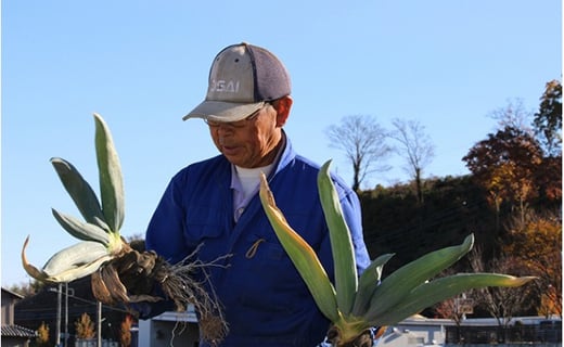 丹精込めた下仁田葱（Mサイズ 20本） とろける 甘い ねぎ ネギ 王様ねぎ 殿様ねぎ 特産 栄養たっぷり ブランド 上州ねぎ すきやき F21K-084