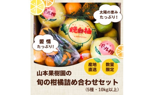 柑橘詰め合わせセット(5種類・10kg以上) 《12月上旬-1月上旬頃出荷予定》山本果樹園 果物 フルーツ みかん