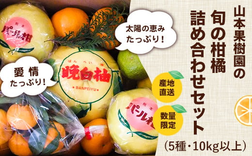 柑橘詰め合わせセット(5種類・10kg以上) 《12月上旬-1月上旬頃出荷予定》山本果樹園 果物 フルーツ みかん