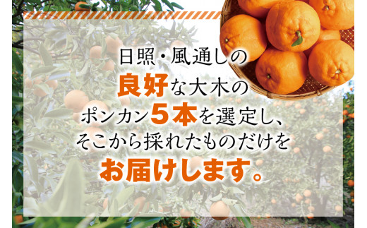 【先行予約】プレミア和歌山認定！ ポンカン姫 5kg 【2025年1月上旬～2025年2月上旬発送予定】 数量限定の極上ポンカン 柑橘類 ぽんかん フルーツ 果実 みかん ミカン オレンジ 旬 限定【sse103】