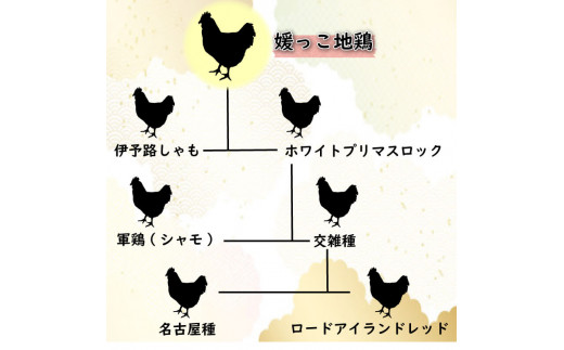 数量限定 最高級 ブランド 地鶏 媛っこ地鶏 セット3種 ソーセージ ハーブ 鶏肉 鶏むね 鶏もも こだわり 小分け