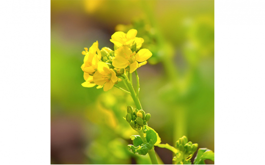 松本農園「畑」シリーズ　菜の花ふりかけ5袋