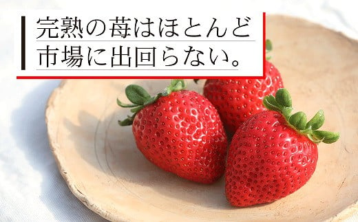 74-45_03　翌年3月発送【農家直送】熊本県宇土市産 完熟さちのか苺 1kg(500g×2箱)