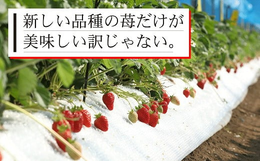 74-45_03　翌年3月発送【農家直送】熊本県宇土市産 完熟さちのか苺 1kg(500g×2箱)