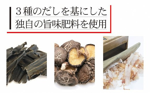 74-45_03　翌年3月発送【農家直送】熊本県宇土市産 完熟さちのか苺 1kg(500g×2箱)