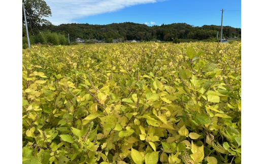 完全自家栽培 常陸圀えごま油（140g×2本） | 茨城県 常陸太田市 常陸圀 えごま油 自家栽培し えごま 有機肥料 健康 効果 手作業 良質 栄養 必須 脂肪酸 やさしい 風味 生 料理 かける 混ぜる 美味しい 生野菜 味噌汁 発酵食品 プレゼント ギフト 贈り物 内祝 結婚祝い お祝い お誕生日 御歳暮 御中元 父の日 母の日