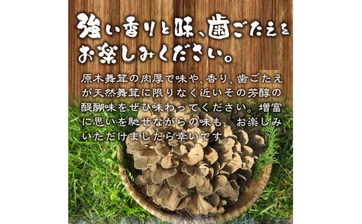 【令和6年産】 増富天空の舞茸　原木まいたけ　約500g