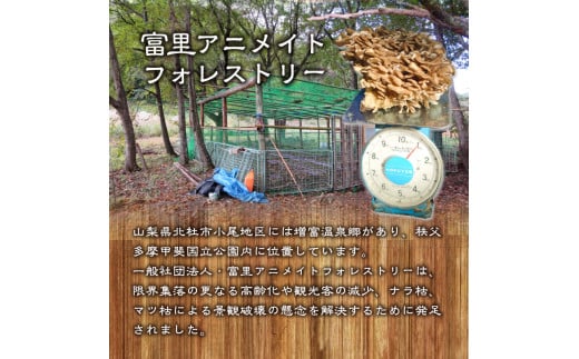 【令和6年産】 増富天空の舞茸　原木まいたけ　約500g