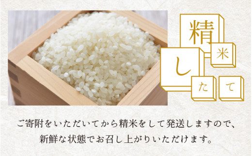 【先行予約】【令和6年産 新米】【6ヶ月定期便】福井県大野市産 コシヒカリ 白米 精米 10kg 農家直送