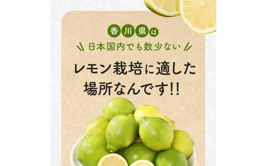 レモン　約5kg【2024年11月下旬～2025年4月上旬配送】