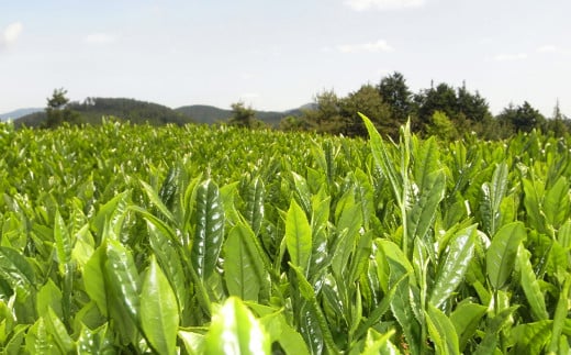 【6ヶ月定期便】【八女茶】奥八女星野村 深蒸し高級煎茶(深蒸し茶)100g×1袋