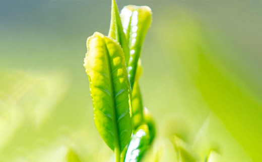 【6ヶ月定期便】【八女茶】奥八女星野村 深蒸し高級煎茶(深蒸し茶)100g×1袋