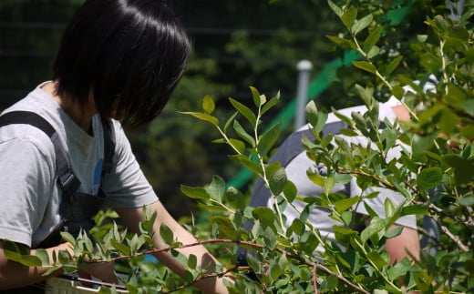 茨城県つくば市産 冷凍ブルーベリー　1kg【ブルーベリー 国産 ベリー スイーツ トッピング 栄養 ジャム 果実 果物 パンケーキ】