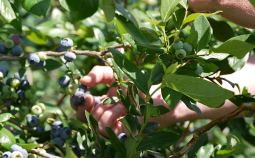 茨城県つくば市産 冷凍ブルーベリー　1kg【ブルーベリー 国産 ベリー スイーツ トッピング 栄養 ジャム 果実 果物 パンケーキ】