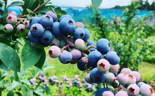 茨城県つくば市産 冷凍ブルーベリー　1kg【ブルーベリー 国産 ベリー スイーツ トッピング 栄養 ジャム 果実 果物 パンケーキ】