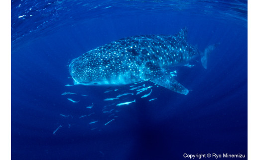 Whale shark（A4）お届けするパネルの写真