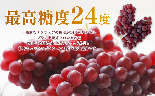 平群ブランド デラウェア 2kg （9~13房入り）| フルーツ 果物 くだもの ぶどう ブドウ 葡萄 デラ ウェア 奈良県 平群町