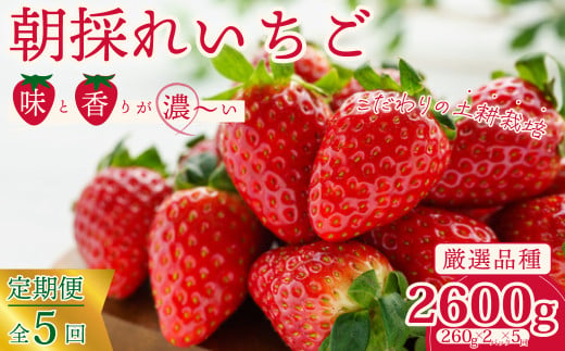 【先行予約/2025年】厳選いちご 2パック×5回発送 5回連続定期便 定期コース《2025年1月以降順次発送》 | 苺 イチゴ 大粒 いちご 檜山いちご園 いばらキッス ひたち姫 やよいひめ フルーツ 茨城県産 新鮮 朝採れ 糖度 酸味 品種 ひたち姫 甘い 濃厚 旬 採れたて 旬 産地 直送 フレッシュ ベリー 果肉 健康 果物 デザート 贈り物 食べ比べ 定期便 人気 茨城県 常陸太田市