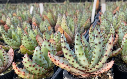 アガベ グアダラハラナ & アガベ sp. ピロン クバ 各1株 Agave guadalajarana & Agave sp pilon kuba 長与町/アグリューム [EAI202]