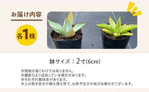 アガベ グアダラハラナ & アガベ sp. ピロン クバ 各1株 Agave guadalajarana & Agave sp pilon kuba 長与町/アグリューム [EAI202]