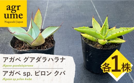 アガベ グアダラハラナ & アガベ sp. ピロン クバ 各1株 Agave guadalajarana & Agave sp pilon kuba 長与町/アグリューム [EAI202]