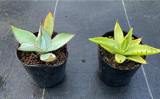 アガベ グアダラハラナ & アガベ sp. ピロン クバ 各1株 Agave guadalajarana & Agave sp pilon kuba 長与町/アグリューム [EAI202]