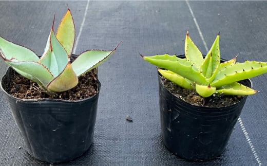 アガベ グアダラハラナ & アガベ sp. ピロン クバ 各1株 Agave guadalajarana & Agave sp pilon kuba 長与町/アグリューム [EAI202]