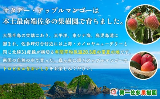 【先行予約】☆本土最南端☆佐多の果樹園で育てた 完熟アップルマンゴー 2kg (3～5玉)