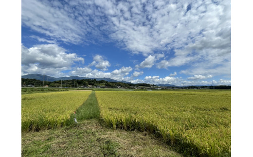 広大な敷地ときれいな景色の中で育つ「ひとめぼれ」