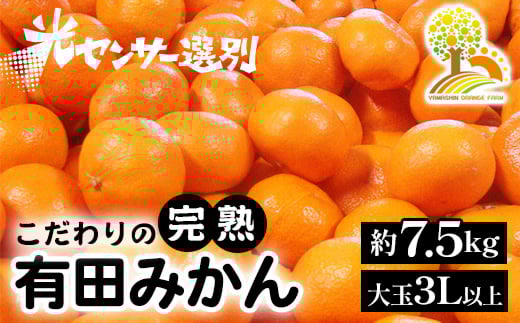 みかん 先行予約】【数量限定】Saito Orange Farmの愛果28号（まどんな