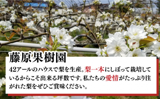 【2024年8月〜発送】【甘味の中にほのかな酸味！】豊水梨 約5kg (約12玉〜14玉)  / 梨 なし ナシ フルーツ 果物 デザート 産地直送 期間限定 / 南島原市 / 藤原果樹園 [SBV002]