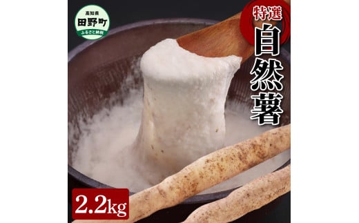 【四国一小さなまちの自然薯】田野町特選『令和6年産 自然薯』　約2.2kg