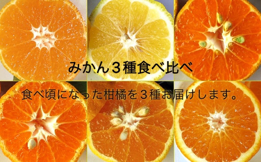 【訳あり 無農薬】 先行予約 みかん３種（計３kg）おまかせ食べ比べセット お楽しみ 柑橘 ミカン 果物 果実 フルーツ おやつ デザート 健康 美味しい  ワケアリ ご自宅用 国産【R00241】